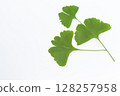 Ginkgo leaves on a white background 128257958
