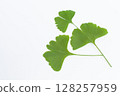 Ginkgo leaves on a white background 128257959