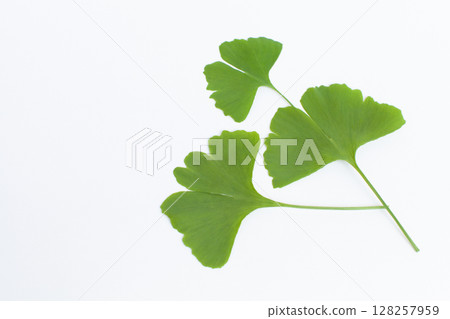 Ginkgo leaves on a white background Ginkgo leaves on a white background 128257959