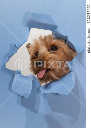 Yorkshire Terrier Peeking Through Torn Paper in a Playful Manner Yorkshire Terrier Peeking Through Torn Paper in a Playful Manner 128257962
