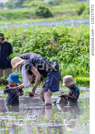 Parent and child rice planting experience - Toddler 128257972