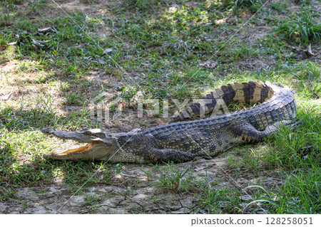 The thai crocodile rest on the garden The thai crocodile rest on the garden 128258051