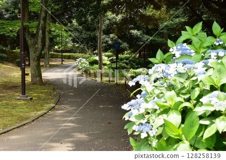橫濱市神奈川區三澤公園、花園小徑（修剪路線）和繡球花 128258139