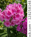 Bright pink flowers 128258148