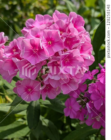 鮮豔的粉紅色花朵 鮮豔的粉紅色花朵 128258148