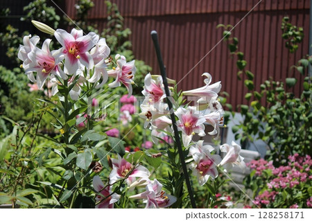 尤里：雨後！ ！ 128258171