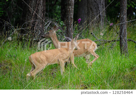 Affectionate Deer Pair in Lush Woodland Setting Affectionate Deer Pair in Lush Woodland Setting 128258464