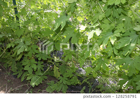 Bitter melon home garden 128258791