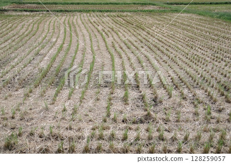 Rural scenery after autumn harvest. This is the rice paddy. 128259057