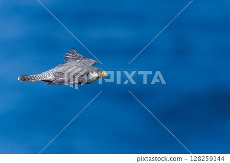 An adult Peregrine Falcon flies swiftly with the Sea of Japan in the background 128259144