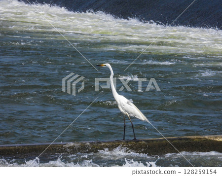 A great egret standing by a fast-flowing river 128259154