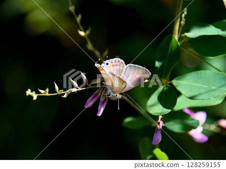 A purple butterfly resting on a purple flower A purple butterfly resting on a purple flower 128259155