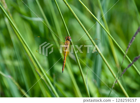 A dragonfly caught in grass A dragonfly caught in grass 128259157
