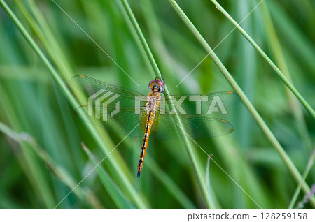 A dragonfly caught in grass A dragonfly caught in grass 128259158