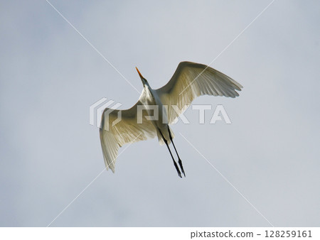 Great Egret soaring through the sky Great Egret soaring through the sky 128259161