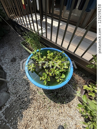 Water hyacinth 128259258