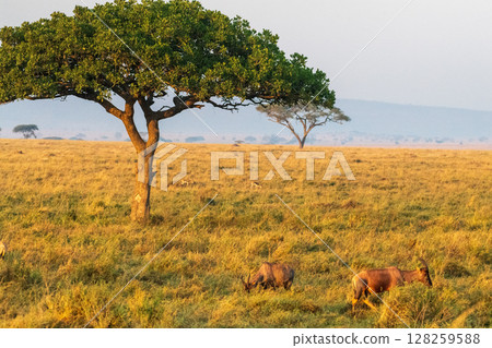 Red Hartebeest in the Serengeti 128259588