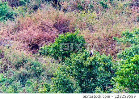 Fish eagle near lake victoria Fish eagle near lake victoria 128259589