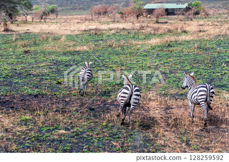 Zebra in the Serengeti 128259592