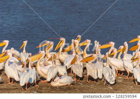 Pelicans near Laka Nakuru Pelicans near Laka Nakuru 128259594