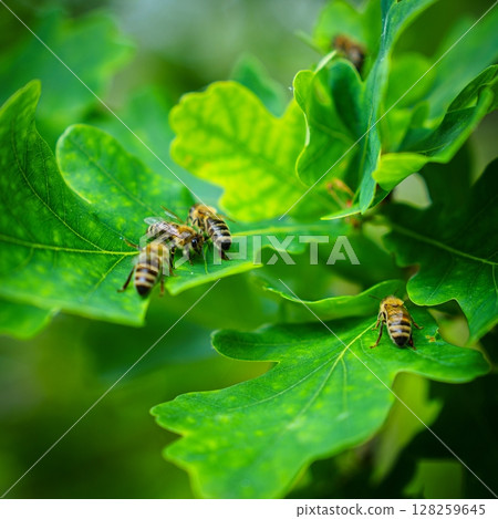 Honeybees Gathering on Vibrant Green Oak Leaves in Springtime, Natural Harmony Captured Honeybees Gathering on Vibrant Green Oak Leaves in Springtime, Natural Harmony Captured 128259645