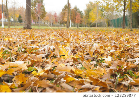 Vibrantly Colorful Autumn Leaves are Blanketing the Ground in a Park 128259877