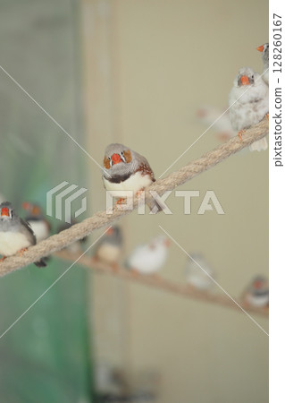 Birds perched on a rope in a calm indoor setting 128260167