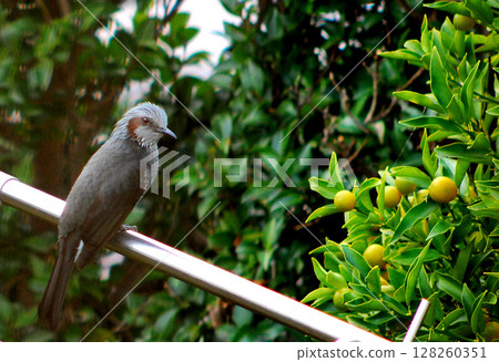 A brown-eared bulbul came to eat kumquats in the garden. 128260351