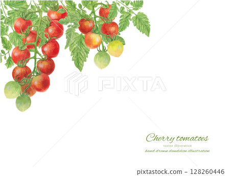 一束櫻桃番茄的向量插圖,以水彩畫形式呈現 一束櫻桃番茄的向量插圖,以水彩畫形式呈現 128260446