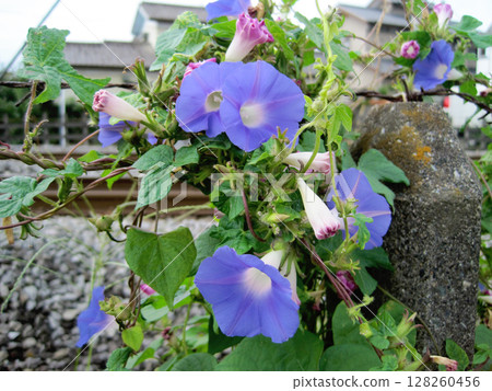 Pale bluish purple morning glory flowers 128260456