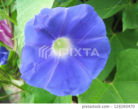 Pale bluish purple morning glory flowers 128260470
