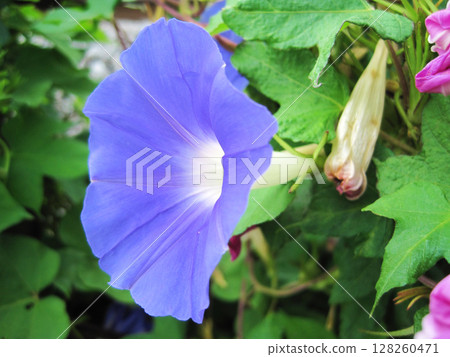 Pale bluish purple morning glory flowers Pale bluish purple morning glory flowers 128260471
