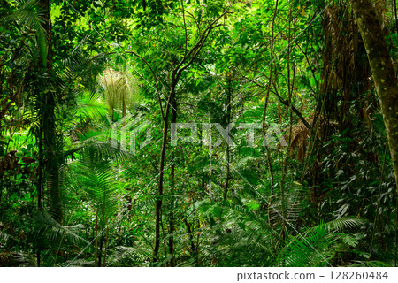 Journeying through dense rainforest near Cairns in Far North Queensland, Australia, lush greenery, towering trees, and rich sounds of wildlife surround the path in a vibrant tropical ecosystem. 128260484