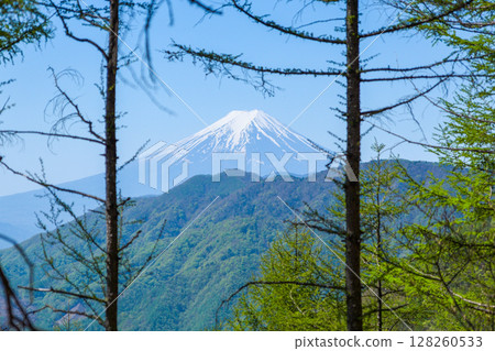從真木黃金澤林道眺望的新綠與富士山 從真木黃金澤林道眺望的新綠與富士山 128260533