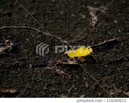 A yellow leaf that fell on the dark earth A yellow leaf that fell on the dark earth 128260623