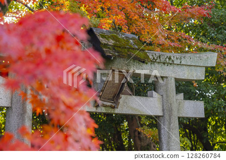 Autumn in Kyoto: Shin-Hiyoshi Shrine, Akiba Shrine, and Atago Shrine 128260784