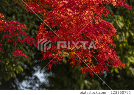 京都的秋天：新日吉神社、紅葉 128260795