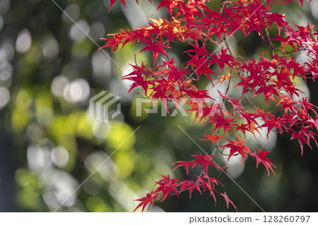 京都的秋天：新日吉神社、紅葉 128260797