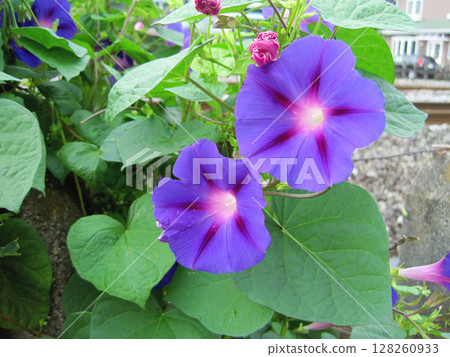 Purple morning glory flower Purple morning glory flower 128260933