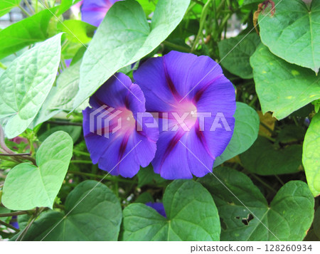 紫色牽牛花花 紫色牽牛花花 128260934