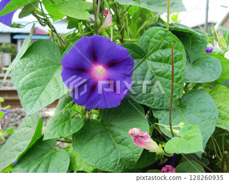紫色牽牛花花 紫色牽牛花花 128260935