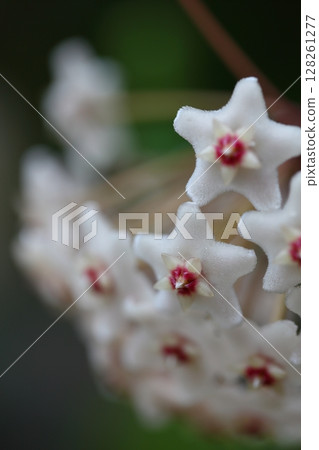 Hoya fungi flower 128261277