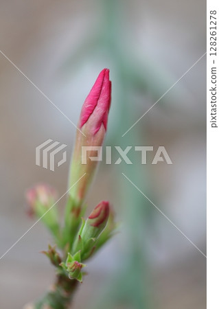 Adenium Ovesum flower bud 128261278