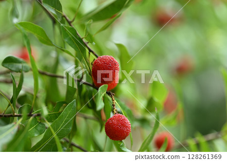 初夏的楊梅 128261369