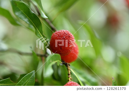初夏的楊梅 128261370