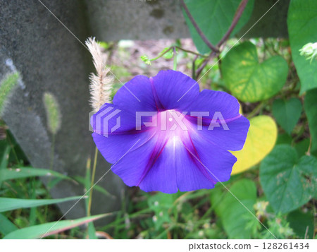 藍紫色牽牛花花 藍紫色牽牛花花 128261434