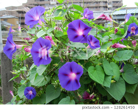 藍紫色牽牛花花 藍紫色牽牛花花 128261450