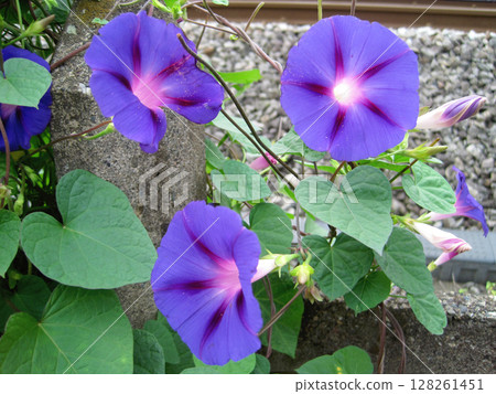 藍紫色牽牛花花 128261451