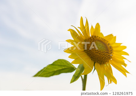 夏日的天空和一朵向日葵 128261975