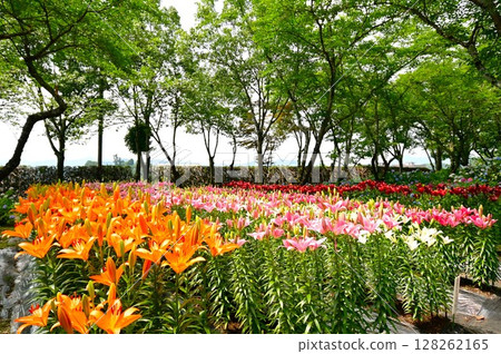盛開的彩色百合花園 128262165